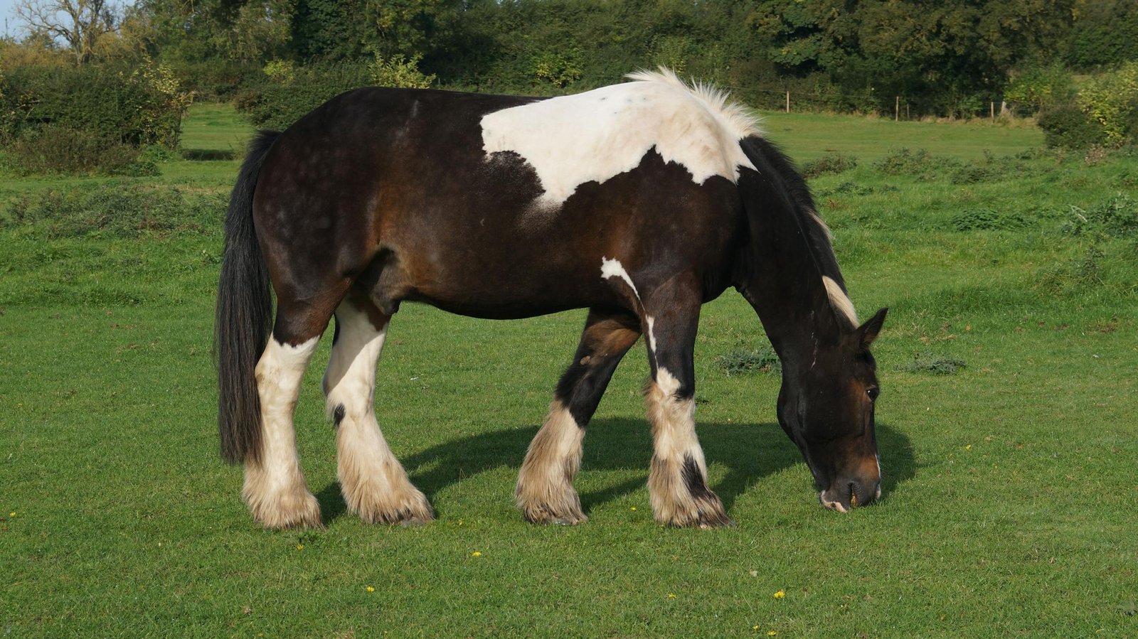 A stunning black and white Shire horse grazing peacefully in a lush green field in rural England.