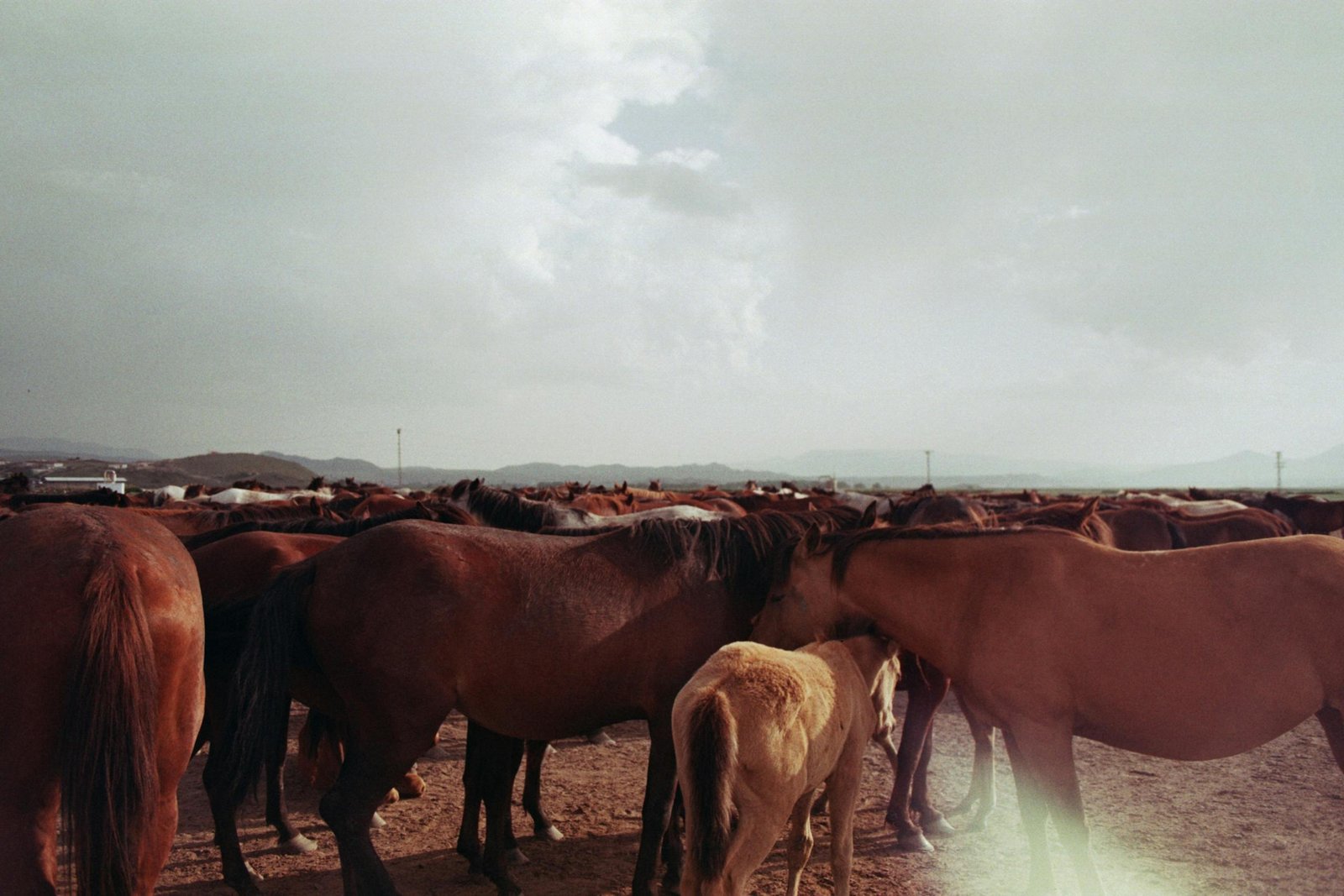 A vast herd of brown horses gathered on a vast pasture under a cloudy sky.
