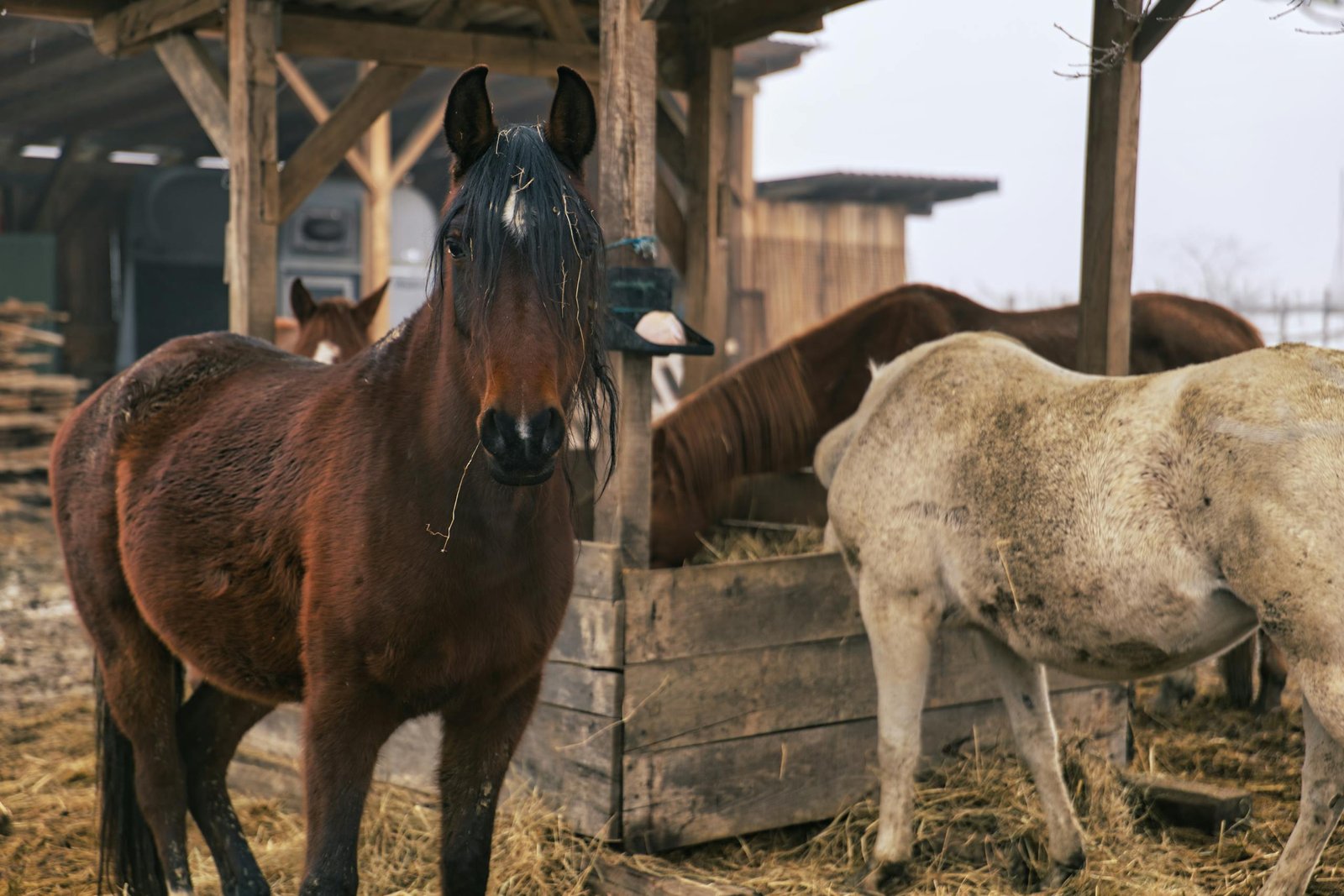 Horses in a rustic stable setting in Garešnica, Croatia.