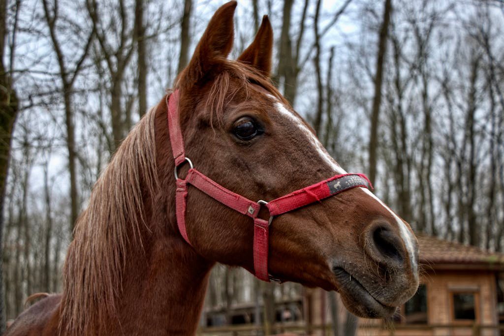 Profile of a chestnut horse with a red halter in a bare forest.